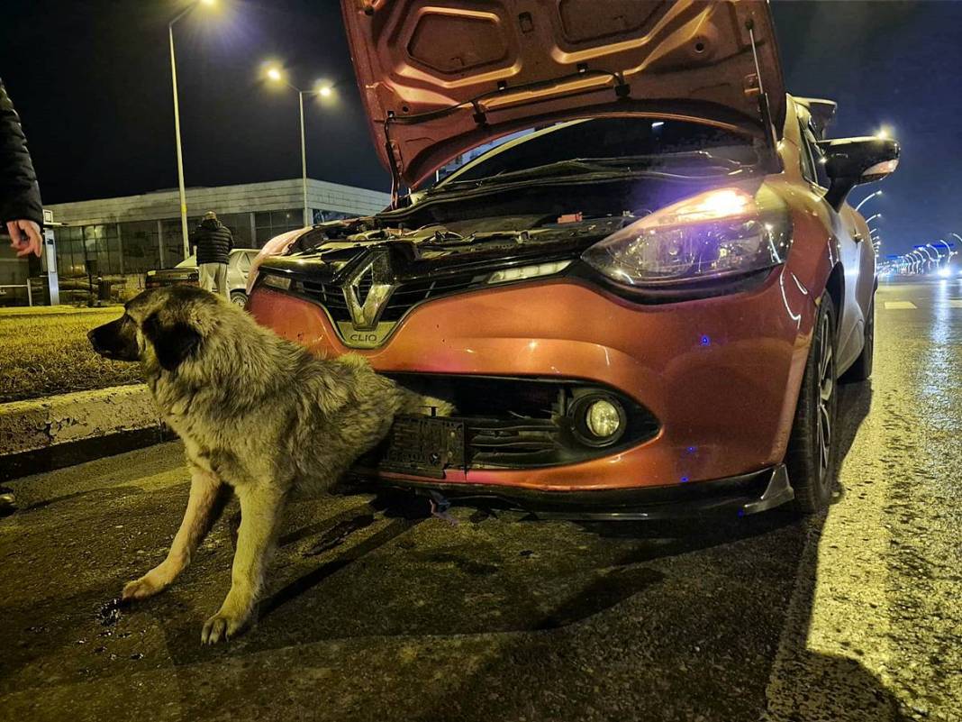 Arabanın çarptığı köpek tampona böyle sıkıştı! İlginç anlar kamerada 6